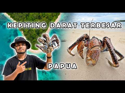 THE WORLD’S LARGEST LAND CRAB | PAPUA – SUPIORI (COCONUT CRAB)