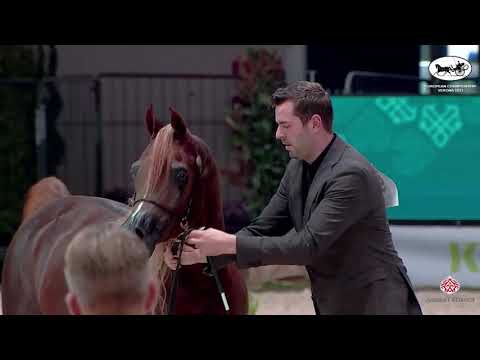 N 92 ALI KHAN   European Championship 2021   VERONA   Stallions 4 6 Years Old Class 13