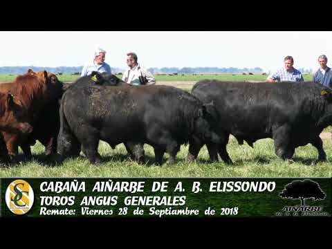 07-09-18 Toros Angus y P.H. Generales - Dia de Campo - Cabaña Aiñarbe de A. B. Elissondo - Tandil