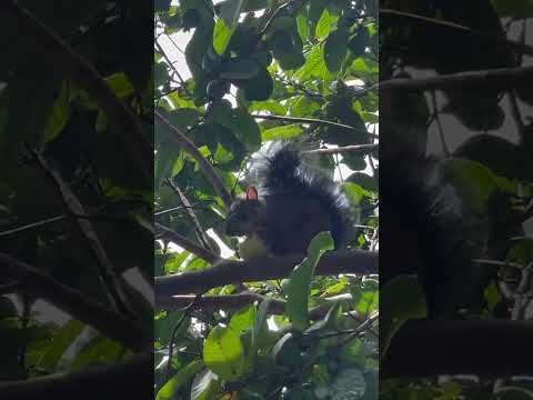 Manuel Antonio, Puntarenas l Costa Rica 🇨🇷.#puravida #costarica #nature #adventure #paradise #viajes