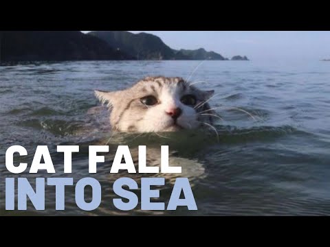 Cat Fall Into Sea (Cat Saving Story)