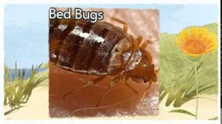 preview picture of video 'Official Pest Control Pittsburg CA 925-392-3190 Bed Bugs Treatment'