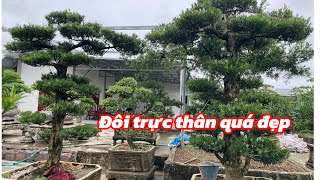 The straight-legged la han pine | A very beautiful trunk