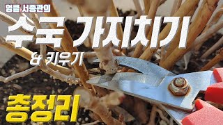 수국 키우기 N°6 가지치기 종합편 
