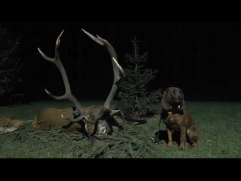 Hirschbrunft in Masuren! Deer rut in Masuria!