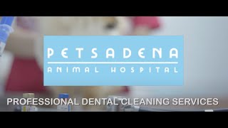 What To Expect With A Professional Dental Cleaning At Petsadena