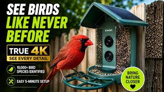 Kiwibit Bird Feeder 2 Review | True 4K Bird Camera