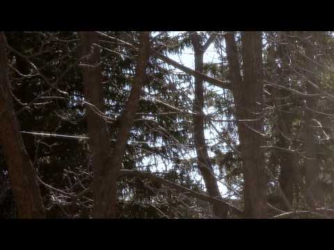 SOUND - American CROW Rattling - Big BIRDS - Nature, CANADA