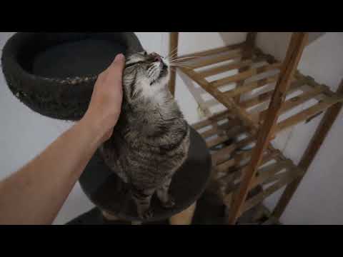 Vídeo de MIMOSA
