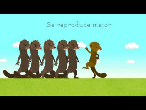 El visón europeo