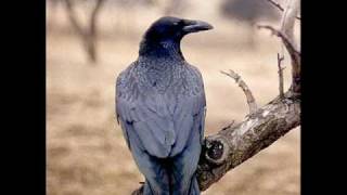 Corvus Corax - Basileus