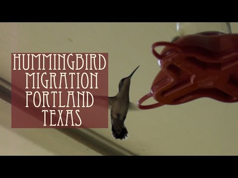 Hummingbird Migration through Texas