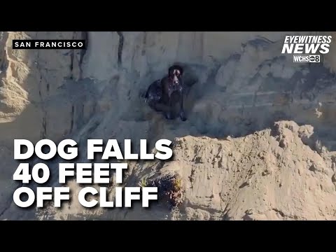 Dog dangles off California cliff as firefighters make lifesaving rescue - YouTube