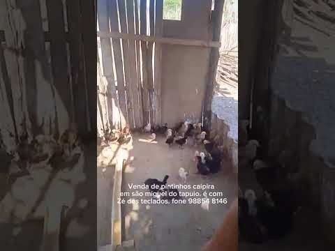 Venda de pintinhos caipira em são miguel do tapuio pi     #fazenda