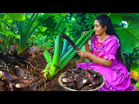 Taro root harvesting before rainy season! 🍧 dessert, snacks |Rice packets for displaced people!