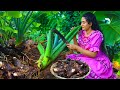 Taro Root Harvesting Before Rainy Season Dessert Snacks Rice Packets For Displaced People