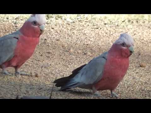 Galahs' Late Afternoon Snack  ๏_๏ Video
