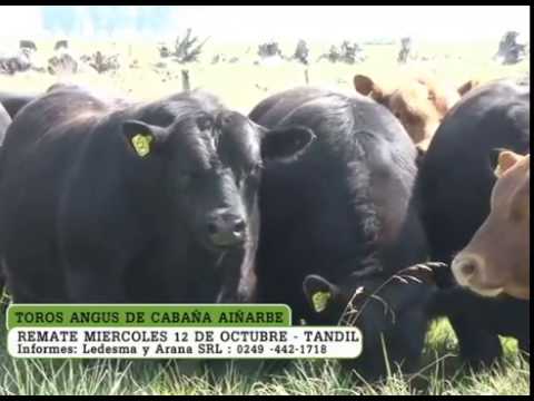 TOROS DE CABAÑA AIÑARBE - LEDESMA Y ARANA S.R.L. - MIERCOLES 12 DE OCTUBRE DE 2016.