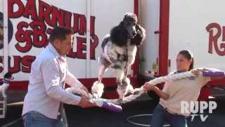 Rupp TV : Canines of Ringling Bros. and Barnum & Bailey Circus