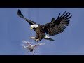 Eagle Vs Drone Eagle Attack Drone Short Video