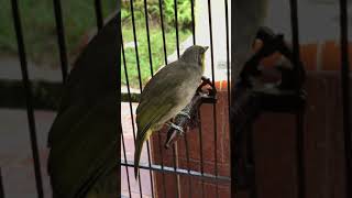 Download lagu Merbah Lekir pikat mp3