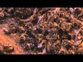 MORE THAN HONEY Offizieller Deutscher Trailer Jetzt Als DVD Blu Ray Und VoD