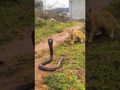 #Cat vs King Cobra
