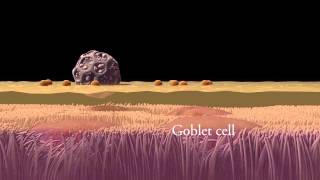 Mucociliary clearance