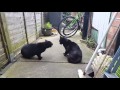 Screaming Black Cat Fight