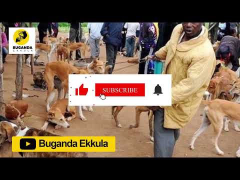 Bwoloota Embwa - Ebirooto Namakulu Gaabyo - Buganda Ekkula