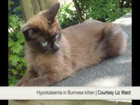 Hypokalaemia in a Burmese cat