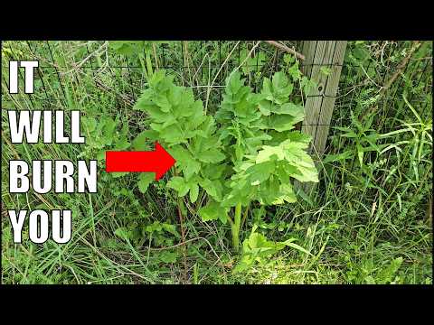 Non toccare questa pianta!