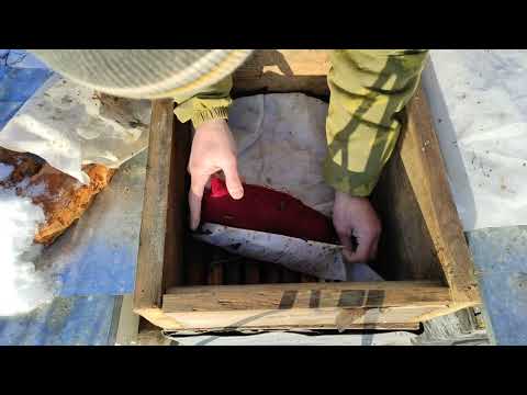 Пчеловодство.Нашествие полевок и землероек на пасеку.Пасека после урагана #Пчеловодство #Пчёлы