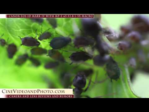 Canon EOS 1D mark IV and MP-E 65 1-5x Macro