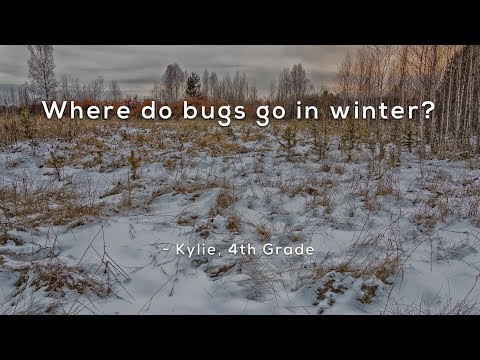 Where do bugs go in winter?