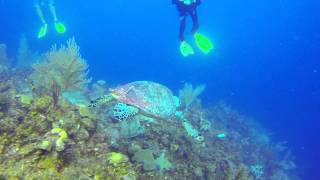 preview picture of video 'SCUBA diving, Roatan, Honduras, CoCo View Resort 9-14-2014'