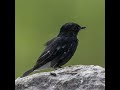PIED BUSH CHAT
