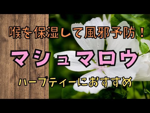 園芸 マシュマロ、マロ