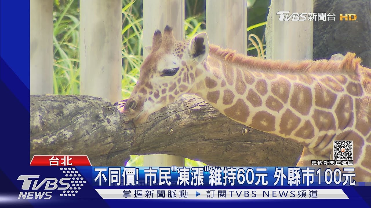 凍漲26年撐不住! 北市動物園擬全票加40元