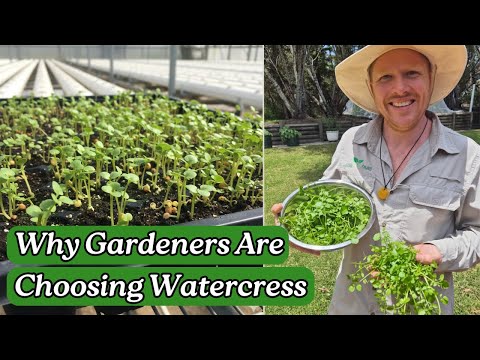 Stop Buying Watercress – Grow Endless Supply at Home