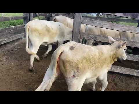 Bezerros charolês com 6 meses #charoles #cruzamentoindustrial #cruzamento #nelore