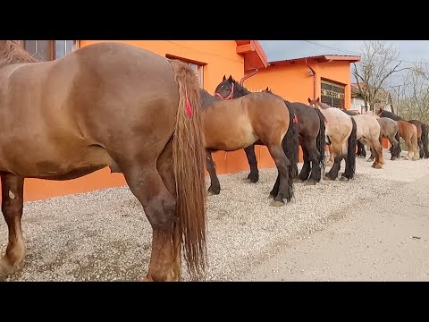 Armăsari Iepe Cai acasă la Baciu Zoli de la Micula-Satu Mare 2023