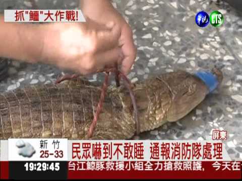 連日大雨過後 東港溪鱷魚跑上街