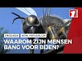 Daarom hebben we bijen nodig