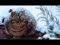 Pregnant Cat Sleep In The Snow