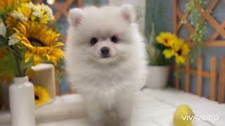 ポメラニアンの動画01