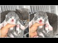 Adorable Kitty Meowing Meow Meow So Beautiful