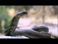 El Peligroso Ataque De La Cobra Escupidora