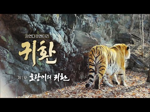 🐅 Return | Leopard in the Territory of the Tiger | 2023 EBS Nature Documentary