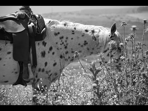 Gene Presler - Appaloosa Run - 1997